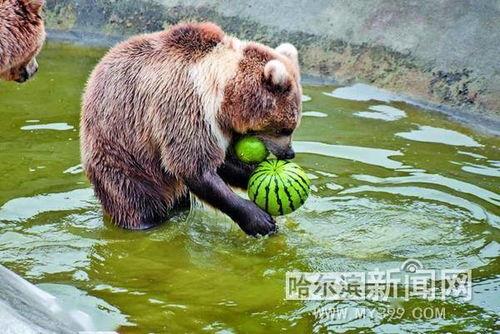 什么动物吃瓜米,鸟类餐桌上的美味诱惑