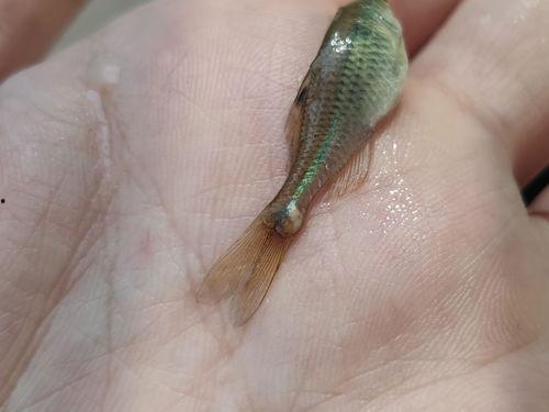 小瓜虫 水蚤 吃,共生生态中的微妙平衡