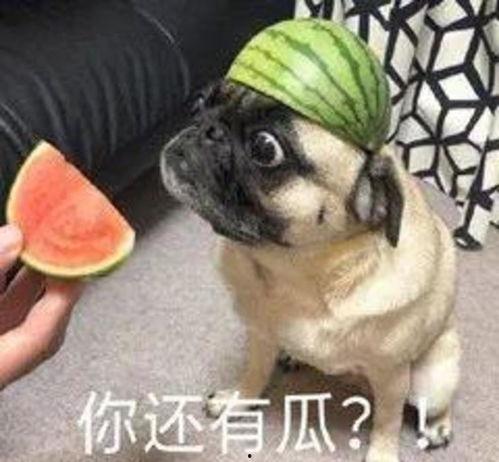 吃瓜瞎猫,揭秘娱乐圈幕后真相