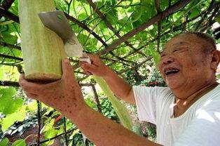 砍瓜怎么砍着吃,探索独特切割艺术，解锁美味新境界