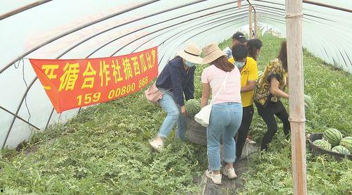 魏县吃瓜露脸没,吃瓜群众露脸成焦点
