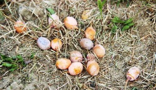 阜阳恶心吃瓜事件,一场引发社会关注的食品安全风波