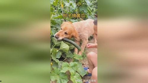 狗狗吃瓜黄瓜,黄瓜大餐,清凉一夏