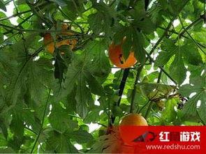 吊瓜叶子咋吃,吊瓜叶子的多样食用方法探索