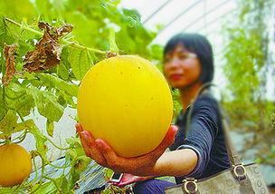 假期快乐吃瓜视频,跟随快乐视频畅游娱乐世界