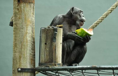 静音吃瓜,揭秘娱乐圈幕后真相