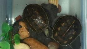 小乌龟吃瓜直播,趣味横生的瓜界奇遇记