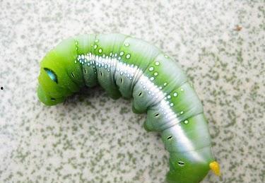 吃瓜虫值钱吗,揭秘其价值与市场潜力