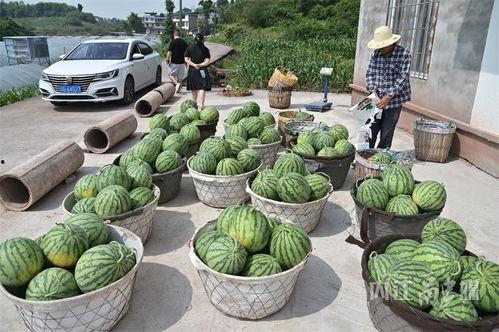 莱州梁郭吃瓜,探寻瓜乡风情，品味夏日清凉