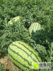 滨州惠民吃瓜直播,瓜果飘香，云端共享美食盛宴