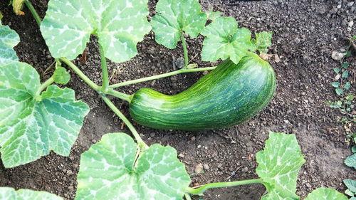 冻瓠瓜怎么吃,解锁健康美味新选择